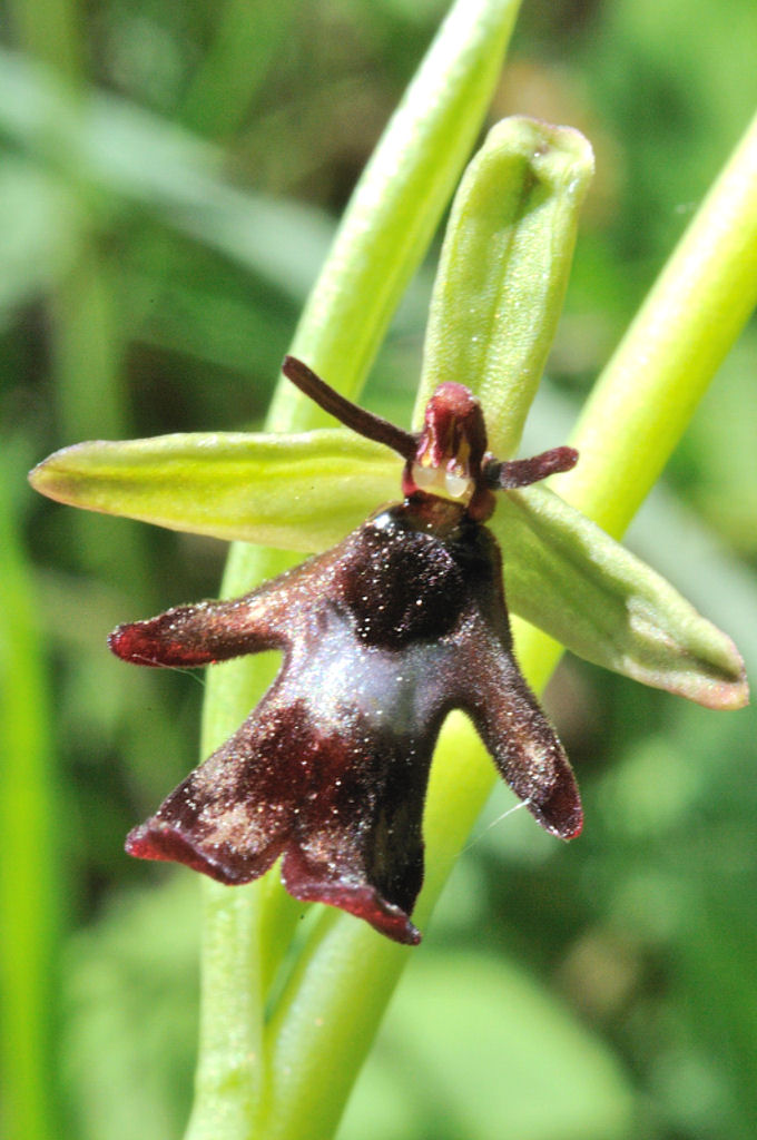 Ophrys dalle Langhe